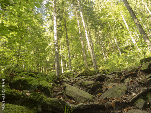 Wandern im Schwarzwald. Steiniger Weg hoch zum Sankenbacher Wasserfall.