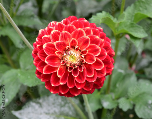 Fototapeta Naklejka Na Ścianę i Meble -  Dahlia rouge