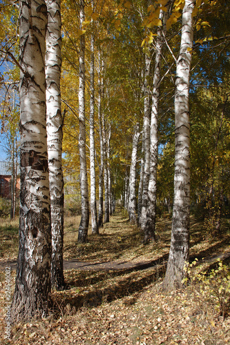 forest tree  nature autumn trees