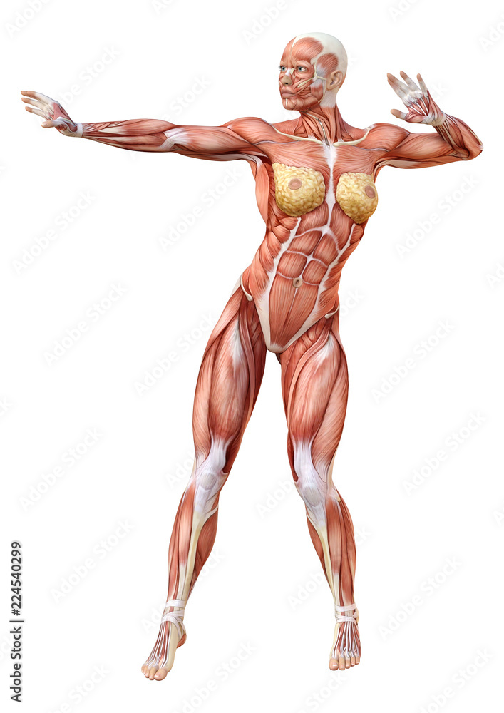 3D Rendering Female Anatomy Figure on White 3D Rendering Female Anatomy Figure on White