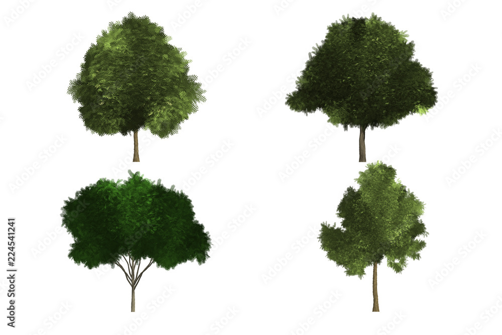Fototapeta premium tree white background isolated trees nature