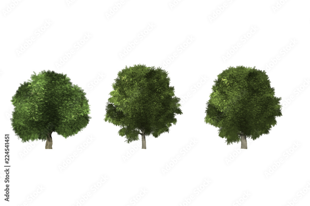 green tree isolated on white background green tree isolated on white background