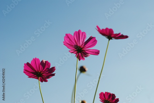 pink cosmos flower and blue sky