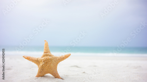 Star fish and sea shells on the sea shore  Styled faded retro tones