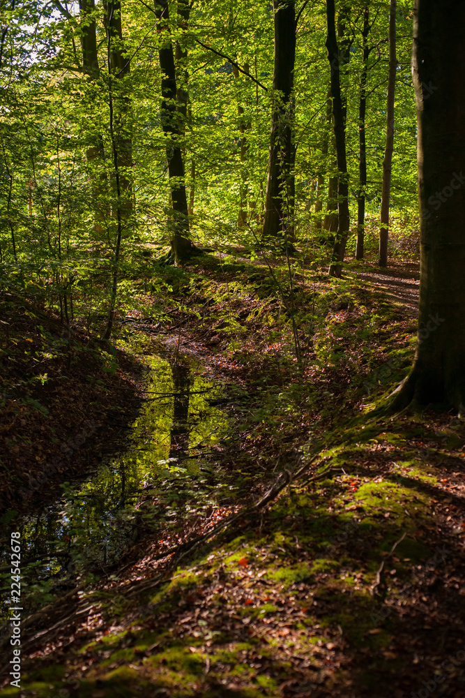 Obraz premium Atmospheric forest scene with golden sunlight at the beginning of autumn