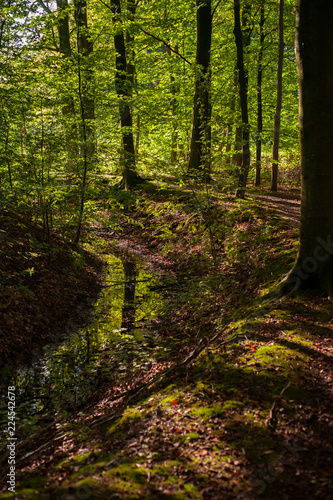 Atmospheric forest scene with golden sunlight at the beginning of autumn