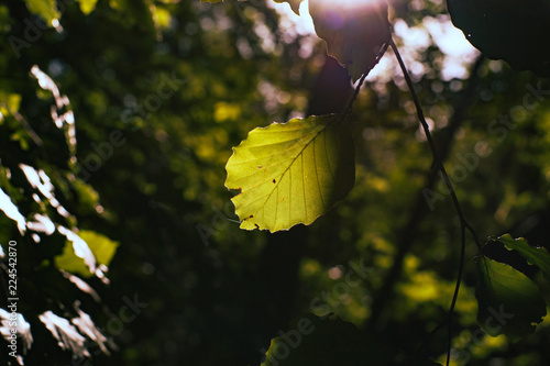 Sunlight on green leaves with the first autumn discoloration