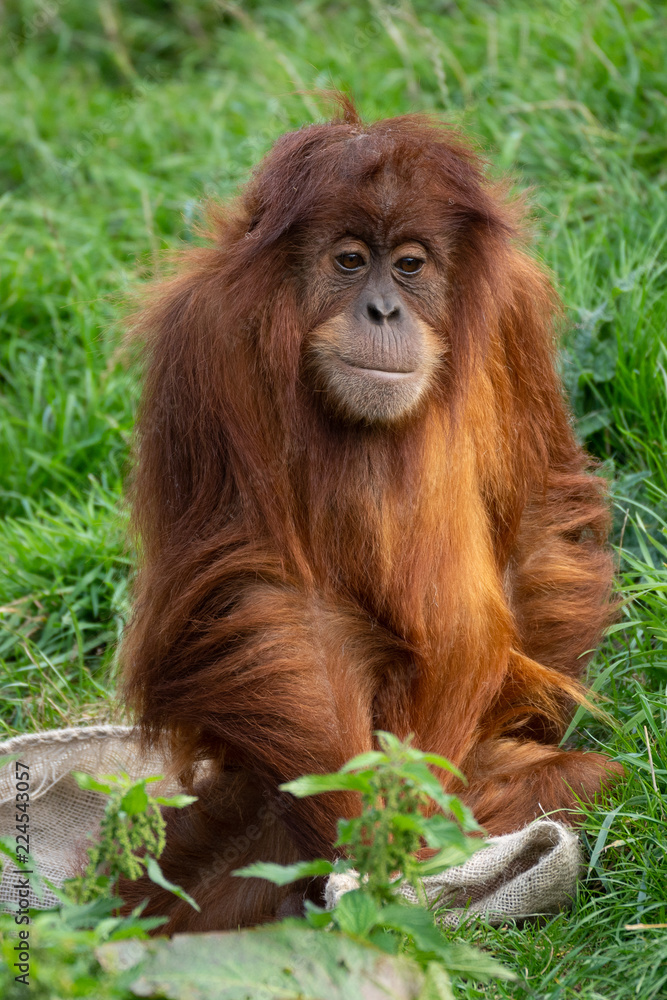 Naklejka premium orangutan