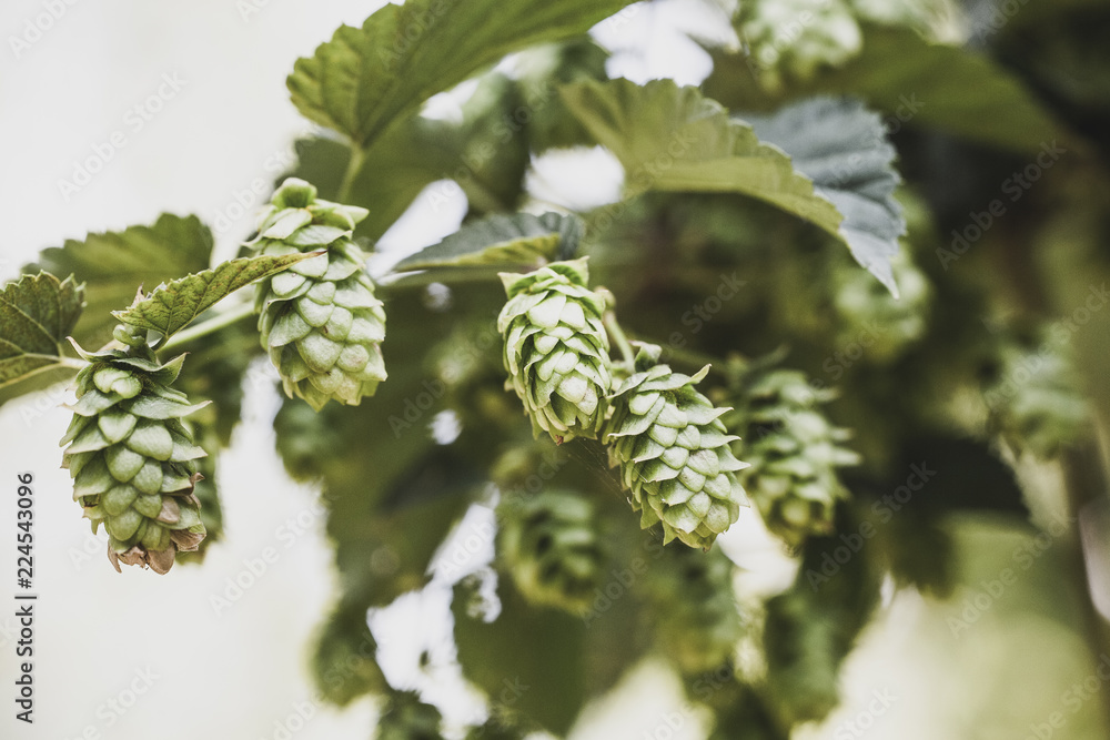 fresh bio hop fresh bio hop
