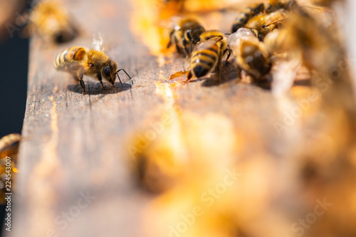 Macro Honey Beehive