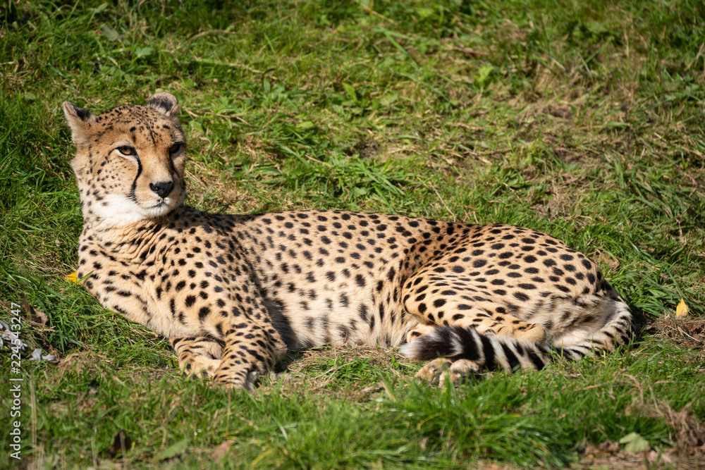 Cheetah Cheetah