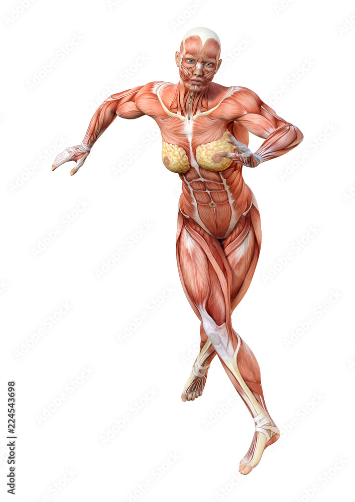 3D Rendering Female Anatomy Figure on White 3D Rendering Female Anatomy Figure on White