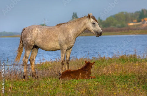 The foal with his mother. Horses graze in a meadow. On the river bank.