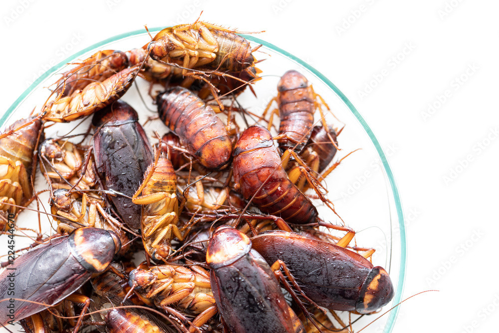 Close-up cockroach for study finding parasites in laboratory. Close-up cockroach for study finding parasites in laboratory.