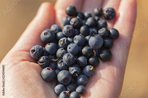 The human hand collects wild berries. The harvest of blueberries. Picking blueberries. Harvest forest berries.