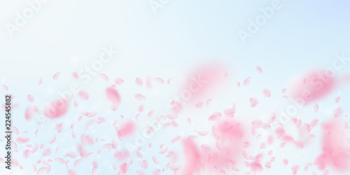 Sakura petals falling down. Romantic pink flowers gradient. Flying petals on blue sky wide backgroun