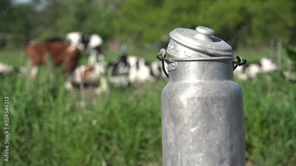 milk churn standing in front of cows on the field milk churn standing in front of cows on the field