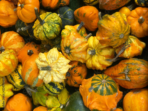 assortment of small ornamental pumpkins  autumn or fall themed background image