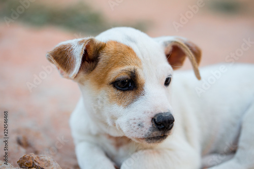 Thai white dog