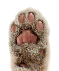 paw cat сloseup