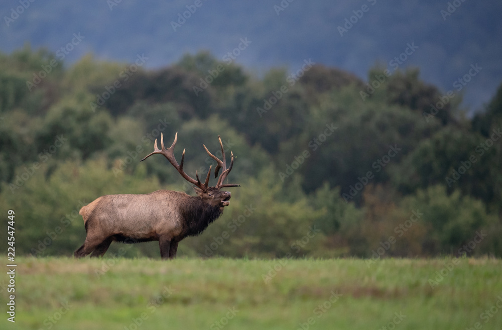 Obraz premium Bull Elk in Pennsylvania 