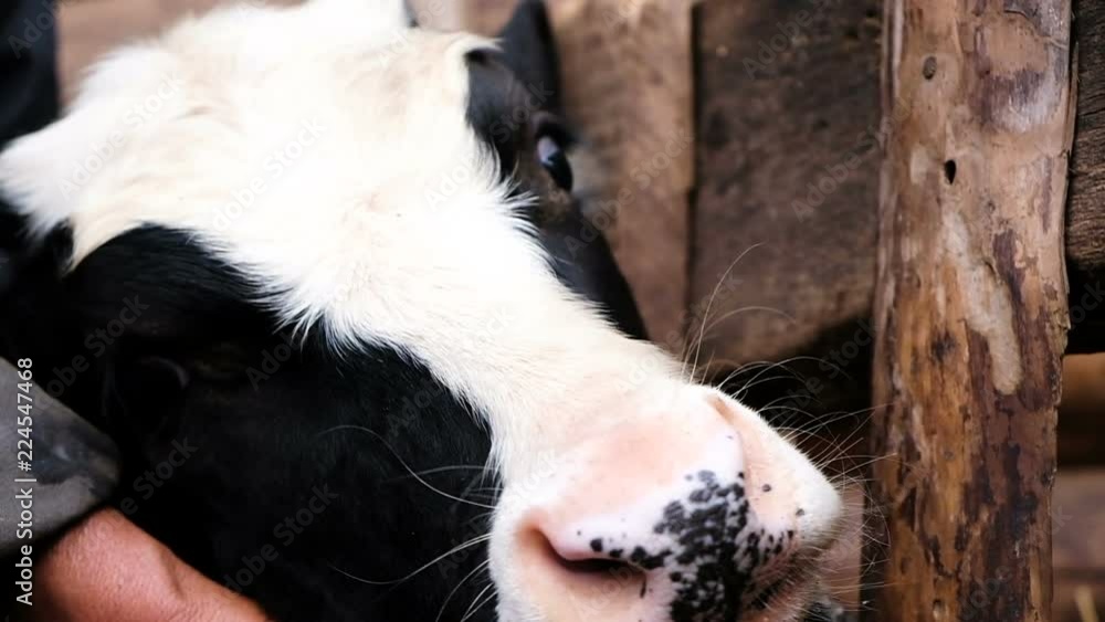 Muzzle black and white cow lies his head on the farmer's hand close-up in the stall, slow motion. Muzzle black and white cow lies his head on the farmer's hand close-up in the stall, slow motion.