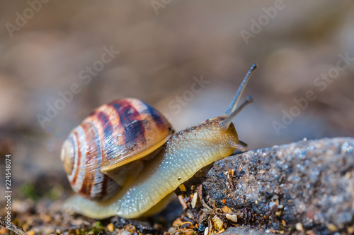 closeup grape snail crawl on the stone