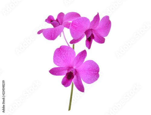 Fototapeta Naklejka Na Ścianę i Meble -  beautiful purple Phalaenopsis orchid flowers, isolated on white background