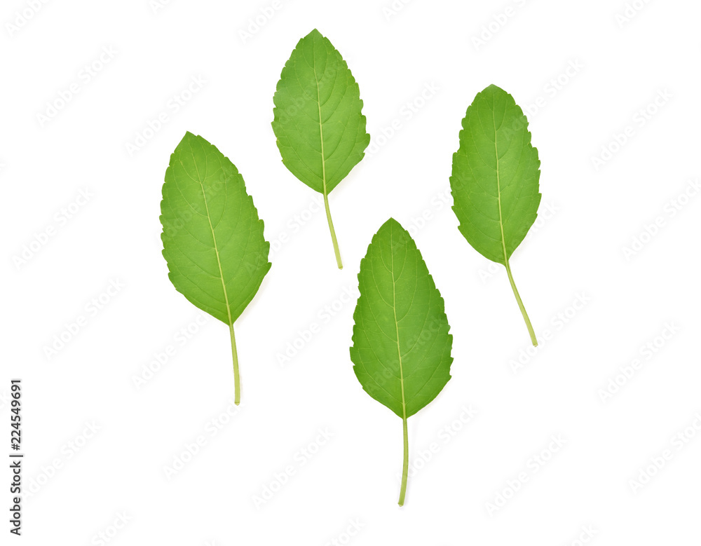 Holy Basil,Ocimum sanctum isolate on white Holy Basil,Ocimum sanctum isolate on white