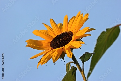 Fototapeta Naklejka Na Ścianę i Meble -  Sonnenblume im Morgenlicht
