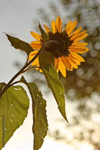 Fototapeta Naklejka Na Ścianę i Meble -  Sonnenblume im Morgengegenlicht
