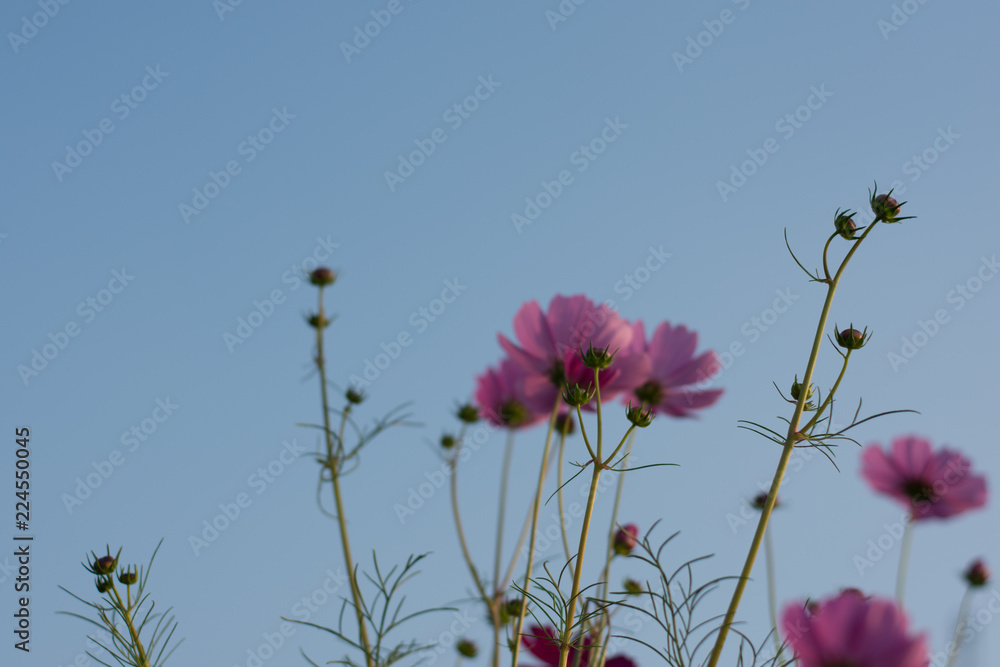Fototapeta Kosmos kwiat w parku, miękka ostrość.
