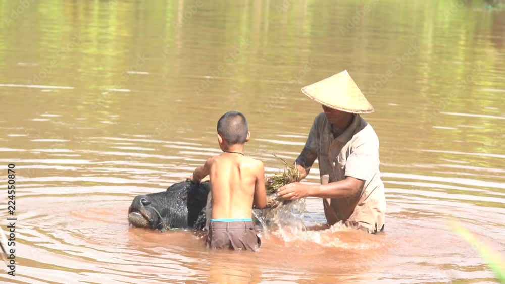 Traditional life of famer in countryside Thailand.Son and dad this is lifestyle of family farmer with buffalo at rural Asia. Traditional life of famer in countryside Thailand.Son and dad this is lifestyle of family farmer with buffalo at rural Asia.