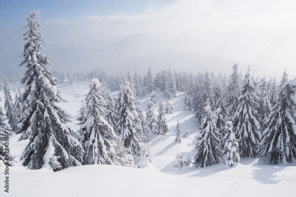 Obraz premium Beautiful winter landscape with forest