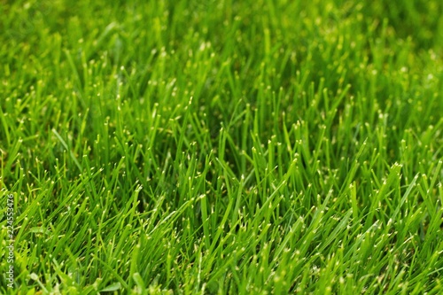 Grass lawn