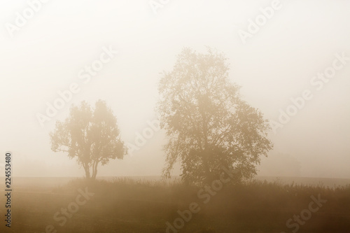 Tree silhouettes in the mist