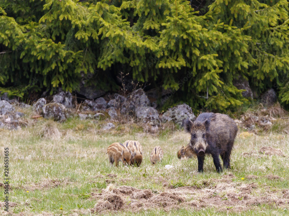 Wild boar sow with young piglets on a field at the forest Wild boar sow with young piglets on a field at the forest