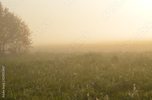 landscape, sky, field, fog, nature, sunset, grass, sunrise, meadow,