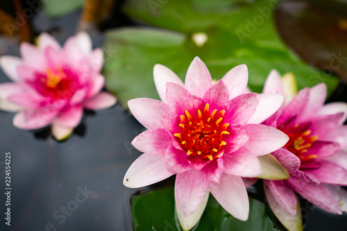 A close-up with the beauty of the lotus