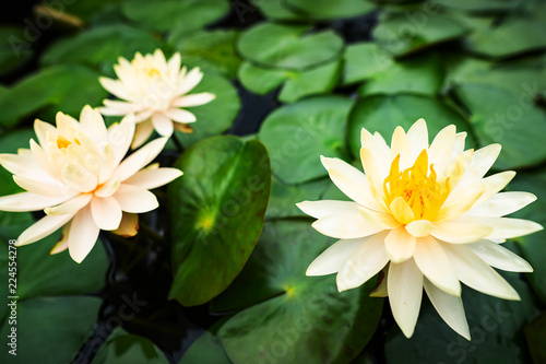 A close-up with the beauty of the lotus