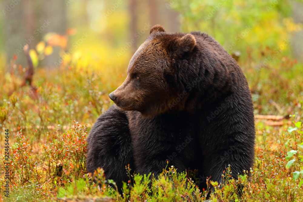 Fototapeta premium Big brown bear sitting looking at side in a forest