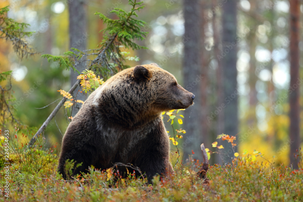 Naklejka premium Big brown bear looking at side in a forest
