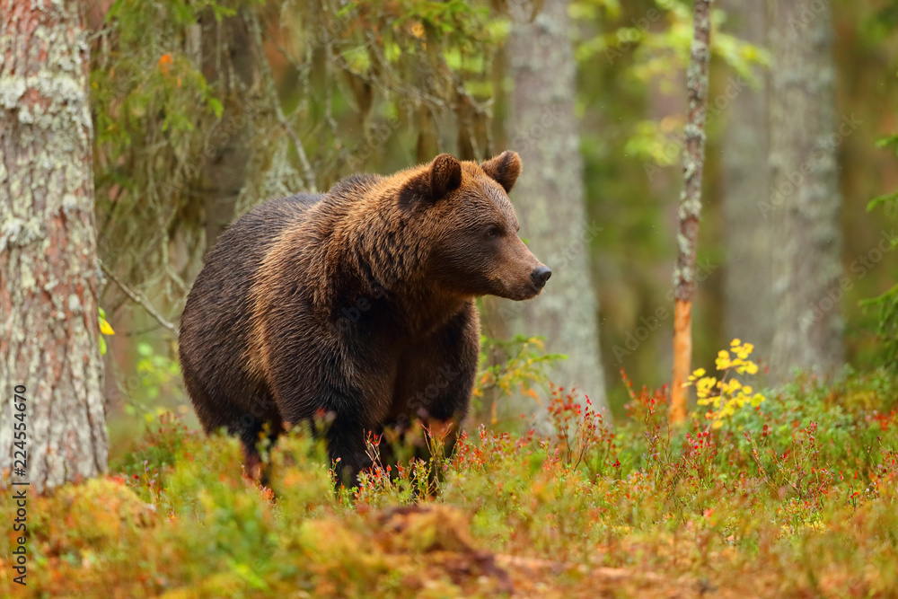 Fototapeta premium Brown bear walking in a colorful forest