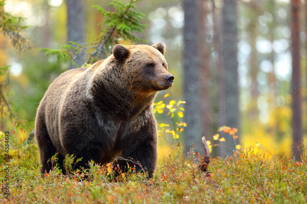 Obraz premium Duży niedźwiedź brunatny w kolorowym lesie patrząc z boku