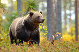 Big brown bear in a colorful forest looking at side