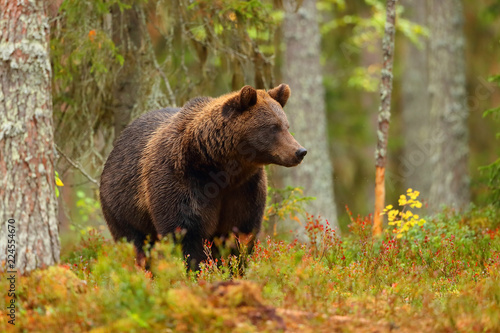 Brown bear walking in a colorful forest