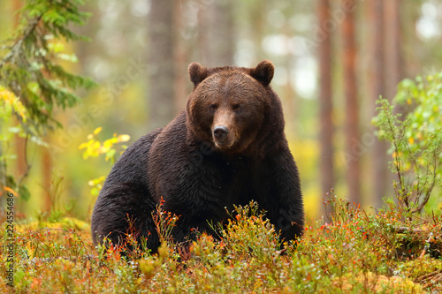 Big brown bear sitting in a forest in autumn