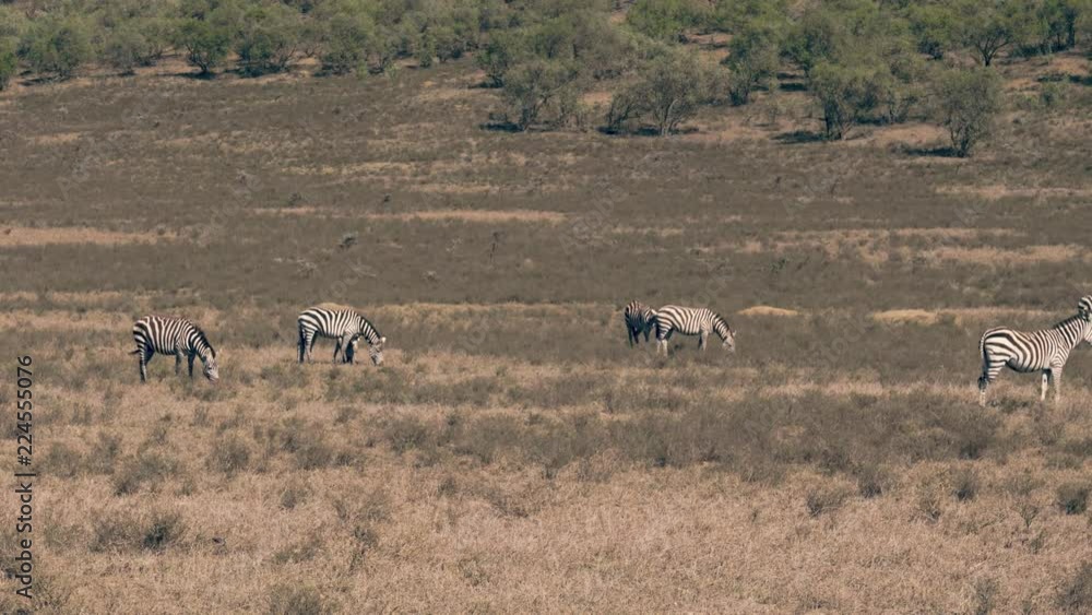 Panorama View Of Wild African Zebras Grazing In A Meadow In The Dry Season Panorama View Of Wild African Zebras Grazing In A Meadow In The Dry Season