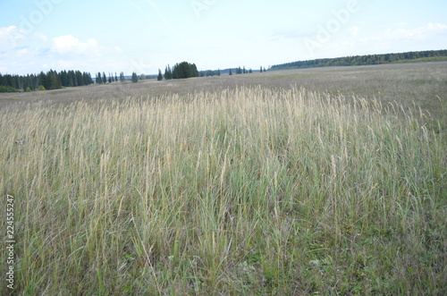 field  landscape  sky  nature  grass