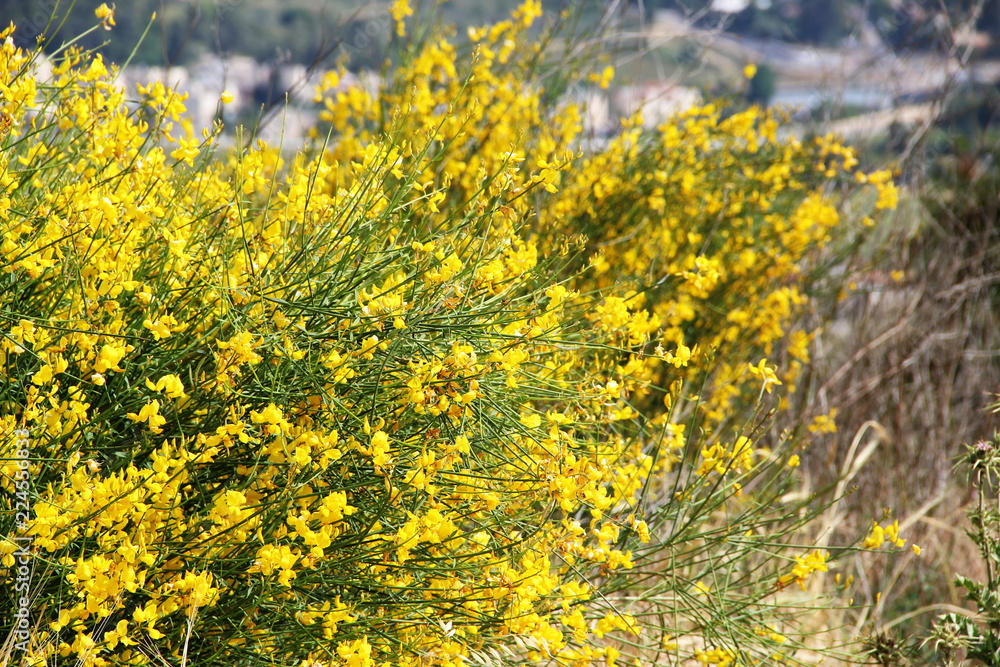 Background flowering, Spartium junceum, Spanish broom or weaver's broom, Yellow broom flower